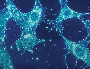 Image by National Cancer Institute